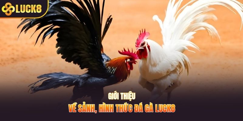 Giới thiệu về sảnh, hình thức đá gà LUCK8